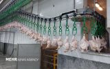 زیان ۲۰ همتی مرغداران؛ تولیدکنندگان گوشتی در آستانه بحران جدی