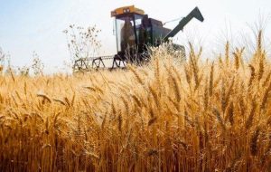 آیا دولت به جای افزایش قیمت گندم، قرار است یارانه بدهد؟